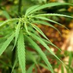 Colombia apuesta a la marihuana legal